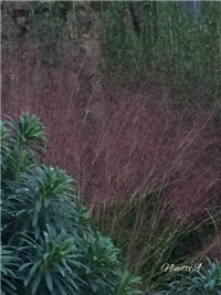 f564bf9b-20161121 RI muhlenbergia.jpg